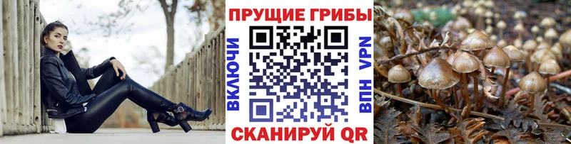 Псилоцибиновые грибы Psilocybine cubensis  закладки  Богородицк 